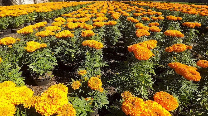 Su cultivo dentro de México se concentra fundamentalmente en  los estados de Oaxaca, Guerrero, Hidalgo, Morelos, Estado de México, San Luis Potosí, Tlaxcala y Durango. 