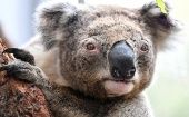 ¿Sabe que solo quedan alrededor de 43.000 koalas en Australia?
