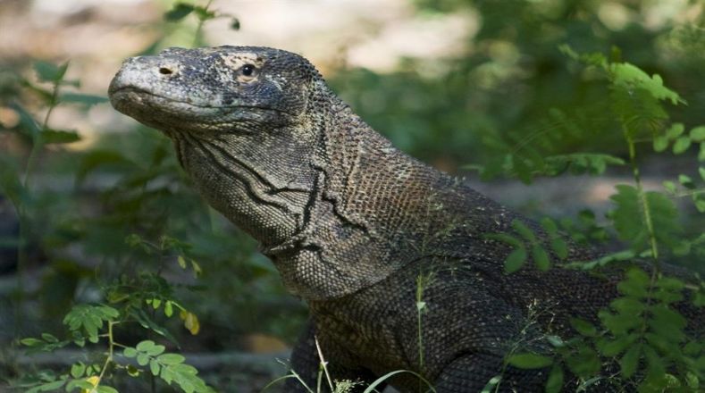 Conocido por ser el lagarto más grande del mundo, este reptil destaca por sus habilidades depredadoras y alcanza hasta tres metros de largo y los 90 kilogramos de peso.