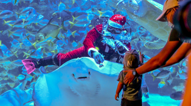  Un buzo vestido como Santa Claus toca una mantarraya durante una presentación en el acuario Aquaria KLCC en Kuala Lumpur, Malasia.