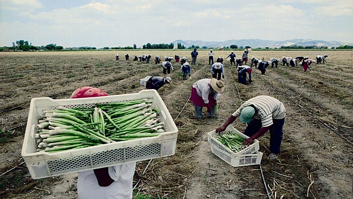 La agricultura de Perú moviliza al 30 por ciento de su población económicamente activa, de ahí la intención de Juntos por el Perú de estimular su crecimiento.