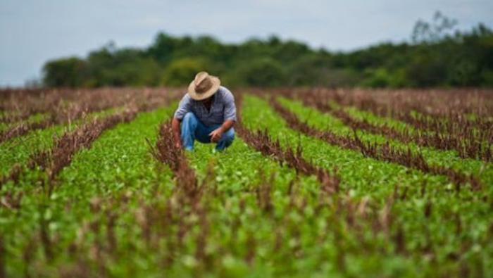 El incremento de la producción de alimentos es una de las medidas consideradas estratégicas por el Gobierno cubano.