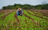 El incremento de la producción de alimentos es una de las medidas consideradas estratégicas por el Gobierno cubano.