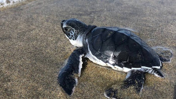 Así trabajan los tortugueros para salvar el océano en México