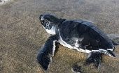 Así trabajan los tortugueros para salvar el océano en México