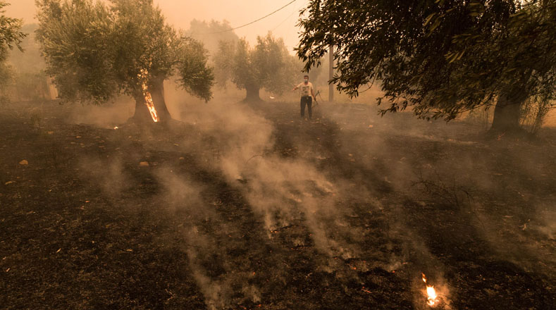 En las últimas semanas se han registrado incendios forestales en varios países, que alcanzan un alto grado de destrucción ante su rápido avance por las condiciones del clima.