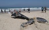 Una ballena jorobada fue encontrada en las playas de Río este miércoles, por lo que Brasil rompe el récord de muertes de este animal en lo que va de 2021.