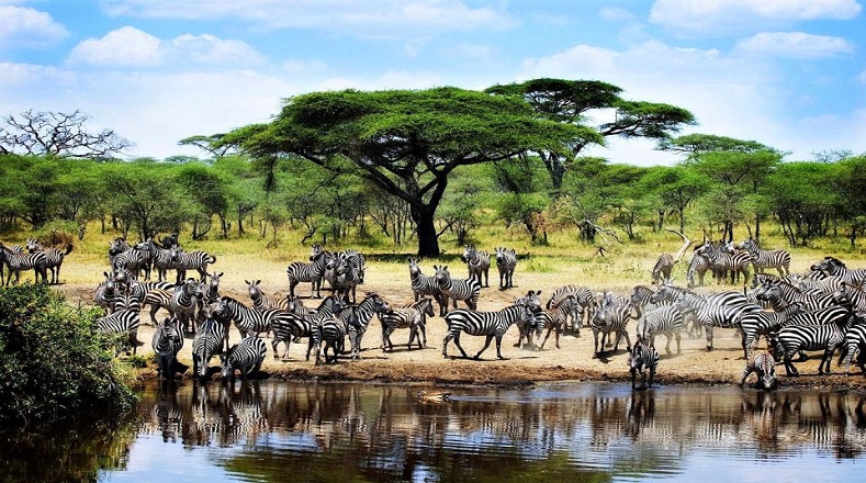 Serengeti (Tanzania). En su mayoría los parques naturales son considerados reservas de la Biosfera, de ahí la importancia de evitar arrojar desechos sólidos y material tóxico en sus inmediaciones.