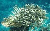Avanzar en la protección de los arrecifes de coral es una acción fundamental, para ello es importante aprender a reducir la huella de carbono en el planeta.