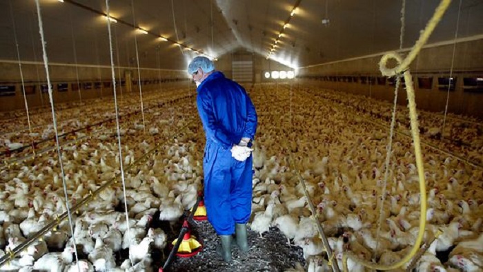 Francia notificó el sacrificio de 36.000 aves ante la de la expansión de la enfermedad.