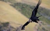 Cóndor andino, una de las aves más grandes del mundo