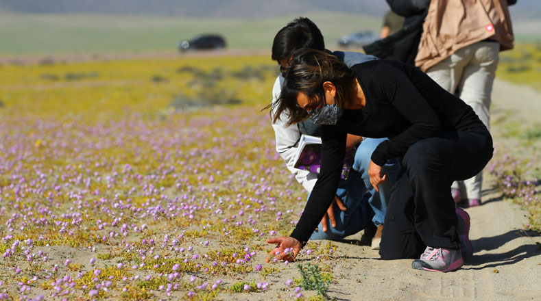 Turistas de todas partes del planeta acuden al Atacama, al norte de Chile, para observar este evento de la naturaleza, en el cual aparece un manto de flores coloridas.