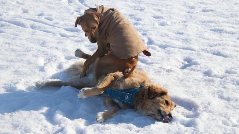 Una nevada no parece ser impedimento para jugar para estos perros, uno de los cuales termina agotado, mientras el otro celebra su triunfo.