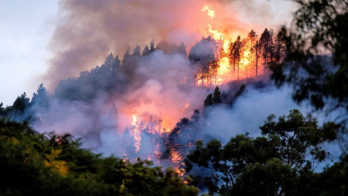 La ONU advierte que para el 2100 los incendios forestales deben aumentar cerca de un 50 por ciento.