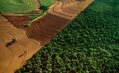 Deforestación masiva amenaza la vida de los bosques