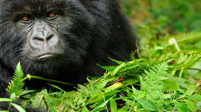 Así pues, entre los parques nacionales más relevantes de la región, destaca el Parque Nacional de Virunga, establecido en 1925 y declarado Patrimonio de la Humanidad por la Unesco en 197, para proteger a los gorilas de las montañas.