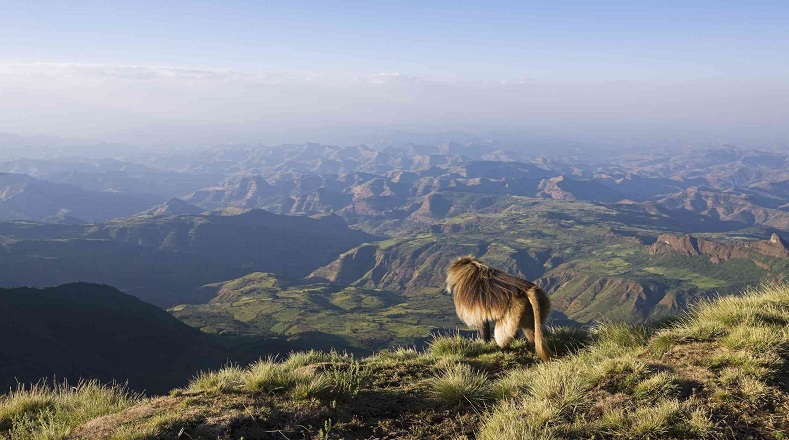 El Parque Nacional de las Montañas Simien, en Etiopía; sitio en el cual sobresale el pico del Ras Dashen, con 4.553 metro sobre el nivel del mar, siendo la mayor del país y la décima de África.