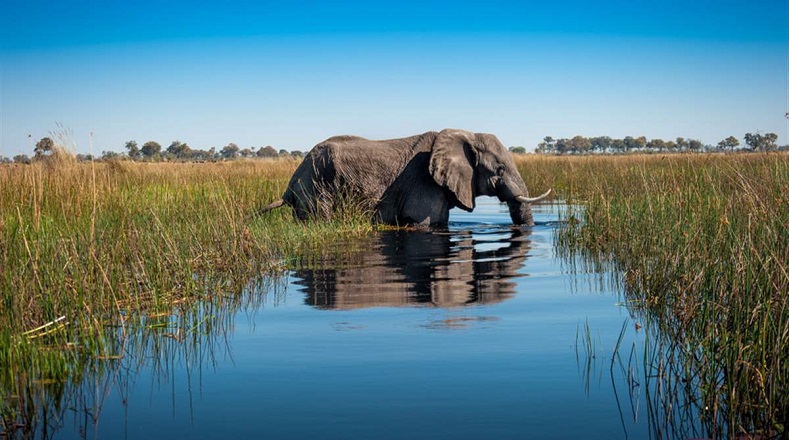 El Delta del Okavango, en Botsuana, gana el rol protagónico en temporadas de lluvia en África, pues es el encargado de transportar el agua por medio África hasta morir en las arenas del inmenso desierto del Kalahari. 