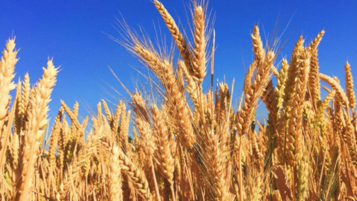 La ONU ya había sido alertada de que los inventarios mundiales de trigo han caído a su nivel más bajo desde 2008 debido a que el suministro de este cereal ha sido afectado por un suceso único en una generación.