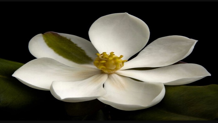 La magnolia emarginata se creía extinta desde 1925, pues no se había visto tras la desaparición del bosque Morne Colombo debido a la deforestación.