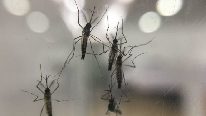 Mosquito: exterminador de la humanidad