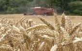 Los precios mundiales del trigo crecieron un 3,2 por ciento, mientras que los de cereales secundarios aumentaron un 3,5 por ciento desde septiembre.