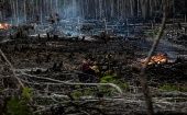 La industria maderera, la extracción de caucho, carbón vegetal y la ampliación de las tierras de pastoreo y cultivo causan estragos en la Amazonía.