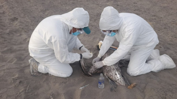 Medios locales divulgaron que cerca de 14.000 aves marinas han perecido debido a la gripe aviar.