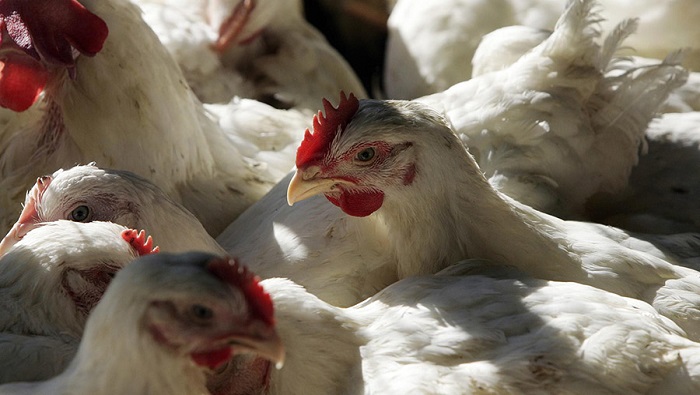 La influenza aviar es una enfermedad viral que afecta a las aves domésticas, como pollos, pavos, patos y codornices, y además a las silvestres.