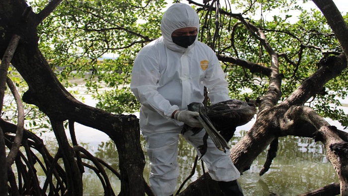 Expertos hondureños ya confirmaron 123 casos de influenza aviar en pelícanos, de los cuales 109 fueron hallados sin vida. Esta situación disparó las alarmas.