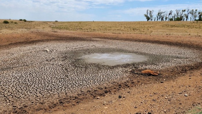 Se prevé que los impactos de la sequía disminuyan las cosechas en más de un millón de toneladas con respecto al 2022.