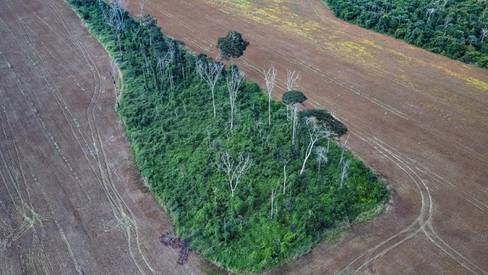 En el 2022, los meses de enero y febrero acumularon récords de deforestación en la Amazonía brasileña.