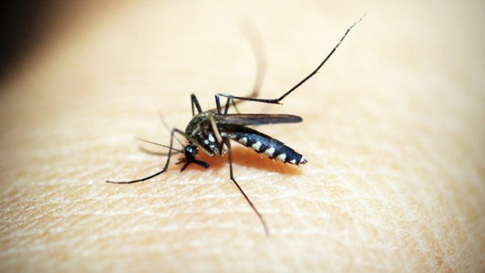 El dengue es una enfermedad viral transmitida por la picadura del mosquito del género Aedes, principalmente por Aedes aegypti.