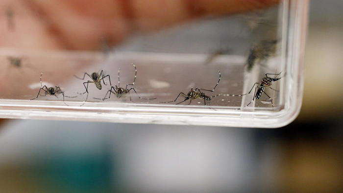 Las autoridades muestran preocupación además por la posibilidad de que los habitantes de las zonas cercanas a Argentina contraigan dengue.
