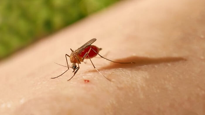 Hasta el pasado 11 de abril, el Ministerio de Salud de Costa Rica había informado que sumaban un total de 105 casos de malaria en la referida región.