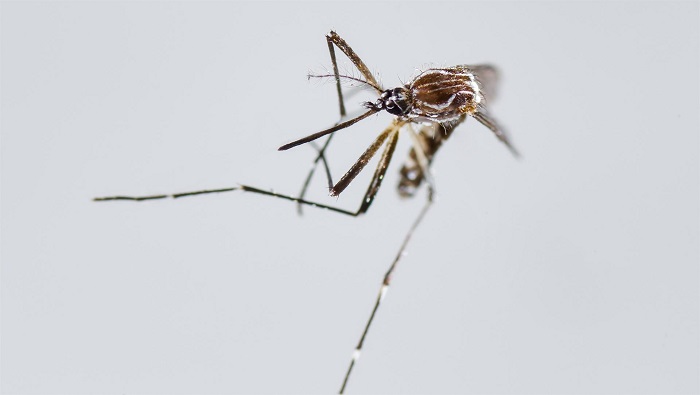 El comunicado puntualizó que la enfermedad se transmite a través de la picadura del mosquito Aedes aegypti