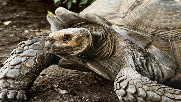 Debido a factores como el cambio climático, la contaminación ambiental y la caza furtiva las tortugas están en peligro.