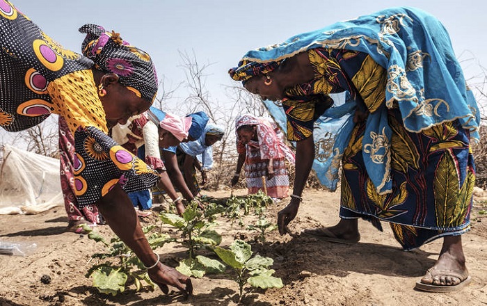 La FAO asegura que a causa del precio siempre elevado de los alimentos, pero también de los conflictos, los episodios de sequía o las dificultades económicas, 
