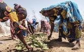 La FAO asegura que a causa del precio siempre elevado de los alimentos, pero también de los conflictos, los episodios de sequía o las dificultades económicas, "45 países del mundo requieren ayuda exterior para cubrir sus necesidades alimentarias".