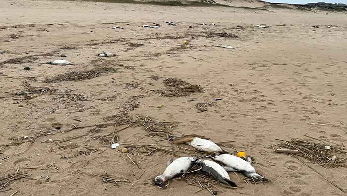 Rescate Fauna Marina precisó que “las necropsias realizadas en los pingüinos que aparecieron muertos en nuestras costas, revelaron que los animales tenían su tracto digestivo vacío”.