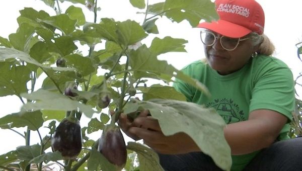 Las mujeres conuqueras se organizaron hace al menos cuatro años y han logrado producir 40.000 kg de alimentos. Adriana Sandoval revisa las berenjenas.