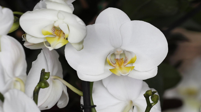 Al ser organismos sensibles a los cambios en su hábitat, las orquídeas actúan como indicadores de la salud de los ecosistemas pues juegan un papel activo en la polinización, de ahí su importancia para el medio ambiente.