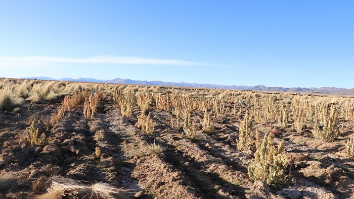 Los departamentos afectados por la sequía son La Paz, Cochabamba, Santa Cruz, Oruro, Potosí, Chuquisaca y Tarija.
