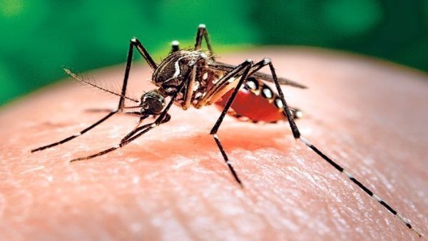 Autoridades sanitarias brasileñas buscarán vacunar las zonas con mayor contagio de dengue.