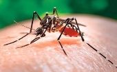 Autoridades sanitarias brasileñas buscarán vacunar las zonas con mayor contagio de dengue.