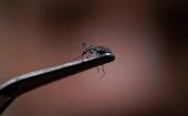 Nueve de los 27 estados del país se encuentran en estado de emergencia por la afección transmitida por el mosquito Aedes aegypti.