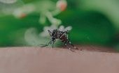 The mosquitoes that transmit the disease find favorable conditions for its spread in the South American region. Apr. 20, 2024. 