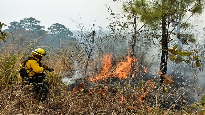 De los 187 incendios en la región del Petén, se han extinguido 120, quedando activos solo 67.